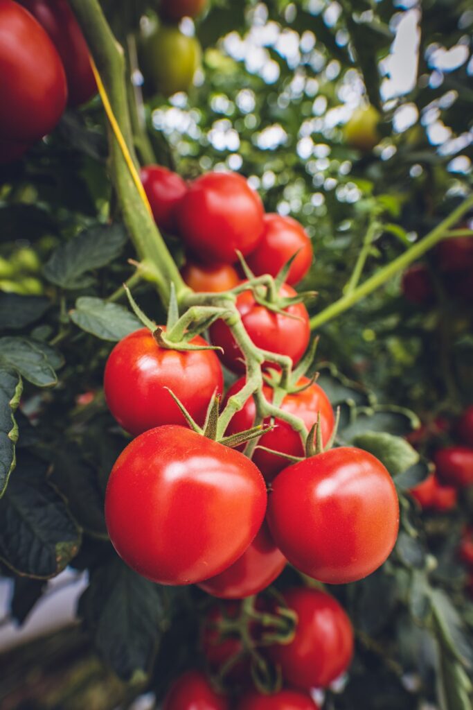 Tomaten ernten