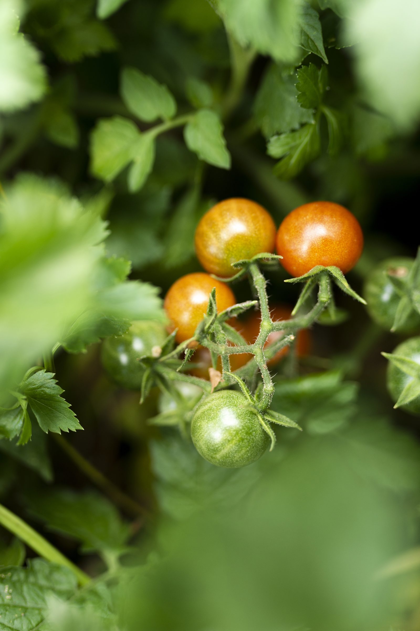 Tomaten in unterschiedlichen Reifestadien am Strauch, von grün bis orange-rot